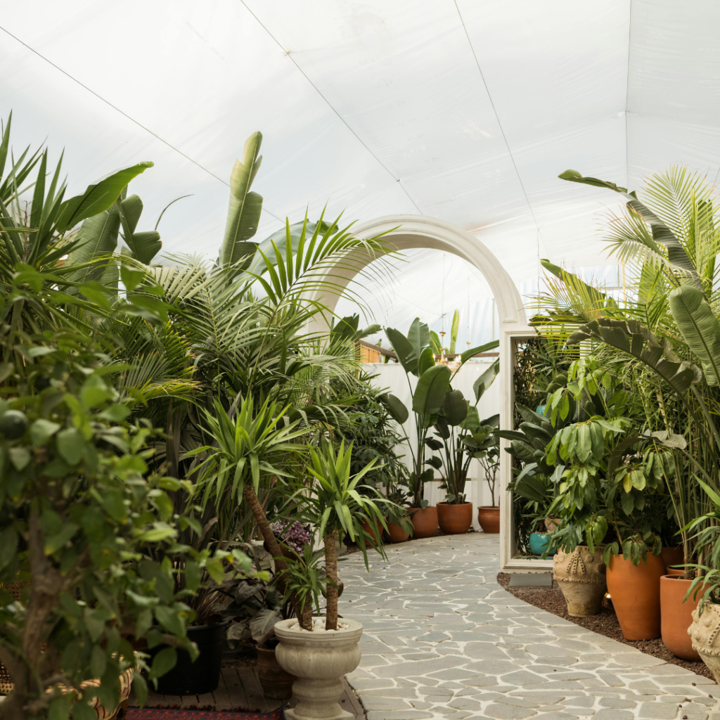 outdoor plants