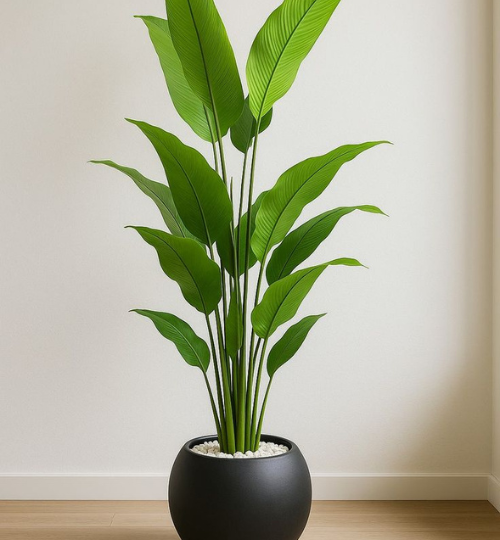 Monstera
