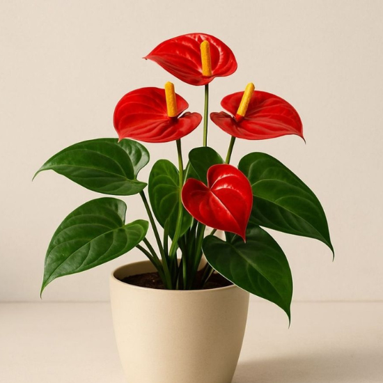 Untitled design (32)