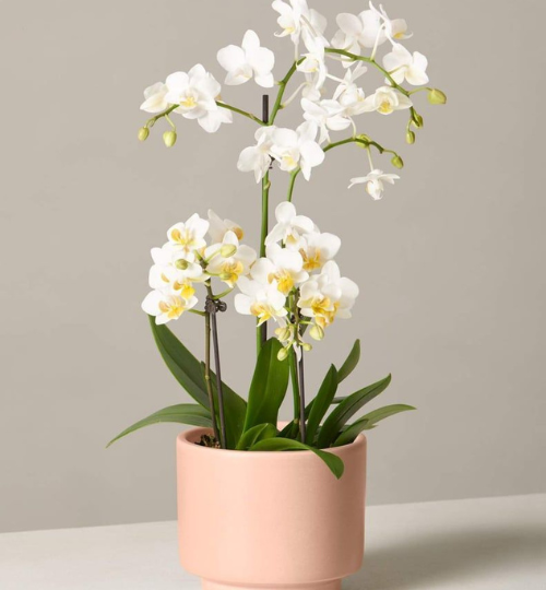 Untitled design (55)